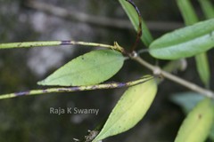Aeschynanthus perrottetii